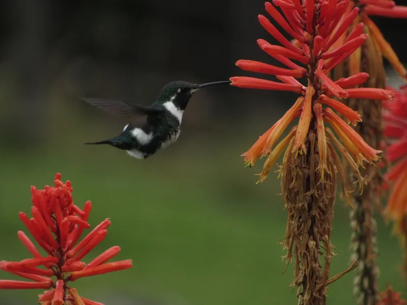 Avistamiento de Aves